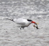 붉은부리큰제비갈매기 from Necanicum River, Gearhart, OR, US on 2020년 09월 16일 (수) at 02:39 오후 by Susan Kirkbride... 