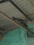 집비둘기 from Jharkhand 827014, India on 2021년 01월 06일 (수) at 01:59 오후 by Jagdish Hembrom ·  iNaturalist  집비둘기... 