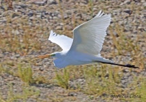 중대백로 from Ourique, 7670, Portugal on 2020년 10월 15일 (목) at 11:47 오전 by Horácio Costa · iNaturalist 중대백로 (Ardea... 