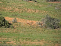 Suricata suricatta from Addo Elephant, ZA-EC-CC, ZA-EC, ZA on 2010년 12월 31일 (금) at 06:34 오전 by Henry de Lange... 