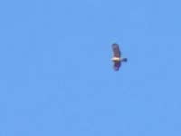 붉은어깨말똥가리 from Short Key, Homestead, FL, US on 2021년 01월 15일 (금) at 10:10 오전 by Angel Abreu · iNaturalist... 