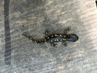 Ambystoma maculatum from 18–48 College Dr, Greenfield, MA, US on 2017년 10월 10일 (화) at 12:06 오후 by Amanda Murray Hyde... 