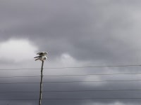 Elanus caeruleus caeruleus from Overstrand Local Municipality, South Africa on 2021년 01월 23일 (토) at 04:55 오후 by Liesl... 