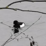 댕기흰죽지 from 56566 Neuwied, Deutschland on 2021년 01월 31일 (일) at 02:28 오후 by KP · iNaturalist 댕기흰죽지 (Aythya... 