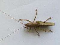 Austrosalomona falcata from Wallaga Lake NSW 2546, Australia on 2021년 02월 06일 (토) at 10:08 오전 by Joy Georgeson. An... 