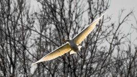 중대백로 from 72401 Haigerloch, Germany on 2021년 02월 27일 (토) at 01:19 오후 by The Lerad · iNaturalist 중대백로 (Ardea alba)