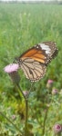 별선두리왕나비 from Salikpur Mus. and Aht., Uttar Pradesh... 오전 by Vinayak Sapte · iNaturalist 별선두리왕나비 (Danaus genutia)