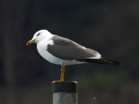 괭이갈매기 from Obama, Fukui, Japão on 2021년 03월 04일... Patricia Horikawa · iNaturalist 괭이갈매기 (Larus crassirostris)