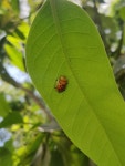 Aspidomorpha miliaris from Ashok Nagar, Ranchi, Jharkhand 834002, India on 2021년 03월 06일 (토) at 01:54 오후 by Grace... 