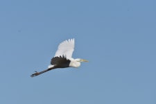 중대백로 from 5735 Aarle-Rixtel, Nederland on 2021년 03월 22일 (월) at 11:29 오전 by Tomas Wijk · iNaturalist 중대백로... 