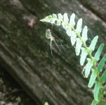 Leucauge venusta from Gillette Castle State Park, East Haddam, CT 06423, USA on 2017년 06월 15일 (목) at 09:24 오전 by Andrea... 
