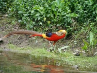 금계 in 10월 2012 by Thomas Walsh. A male golden pheasant in... sneaks along a creek. · iNaturalist 금계 (Chrysolophus pictus)