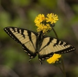 Papilio canadensis from Algonquin Park, Ontario on 2009년 06월 17일 (수) by Tig · iNaturalist Papilio canadensis