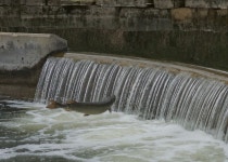 Esox masquinongy from Greenbush, Madison, WI, USA on 2021년 04월 11일 (일) at 11:52 오전 by Conner Ties · iNaturalist Esox... 
