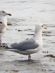 작은재갈매기 from Sitka National Historical Park Main... iNaturalist 작은재갈매기 (Subspecies Larus glaucoides thayeri)