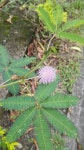 미모사 from Villavicencio, CO-ME, CO on 2017년 11월 20일 (월) at 09:29 오전 by Luis Velez · iNaturalist 미모사 (Mimosa pudica)
