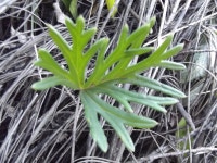 Pelargonium exhibens from South Cape DC, South Africa on 2021년 04월 17일 (토) at 09:05 오전 by Ludwig Muller · iNaturalist... 