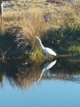 중대백로 from Moana SA 5169, Austràlia on 2021년 04월 25일 (일) at 04:32 오후 by Benedikt Heid · iNaturalist 중대백로... 