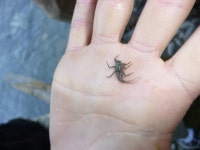 In the larva stage; claws on ends of feet, three long thin trailing things coming out of end; six... · iNaturalist 하루살이목... 