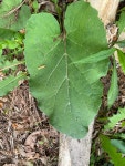 우엉속 from Sells Park, Athens, OH, US on 2021년 04월 28일 (수) at 04:25 오후 by Dylan Rose · iNaturalist 우엉속 (Genus Arctium)