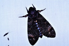 탈박각시 from 완도군 완도읍 상황봉 on 2003년 07월 15일 (화) by Taewoo Kim. My beautiful picture · iNaturalist 탈박각시... 