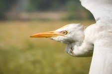 황로 from Urlana Kalan, Haryana, India on 2021년 03월 28일 (일) at 09:39 오전 by Yogesh Sharma · iNaturalist 황로 (Ardea... 