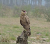 Caracara plancus from Tijucas - SC, Brasil on 2021년 05월 21일 (금) at 11:52 오전 by Júlio Castellain · iNaturalist Caracara... 