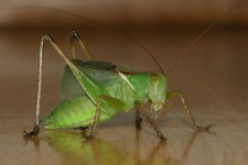 Uvarovites inflatus from 대한민국 인천광역시 서구 검암경서동 환경로 42 on 2011년 11월 06일 (일) at 11:28 오후 by Taewoo... 