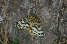 뒷노랑점가지나방 from 과천시 중앙동 관악산 on 2007년 06월 06일 (수) at 01:27 오후 by Taewoo Kim · iNaturalist... 