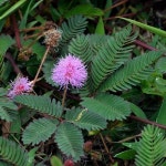 미모사 from North Toraja Regency, South Sulawesi, Indonesia on... (토) at 11:01 오전 by LUPRA · iNaturalist 미모사 (Mimosa pudica)