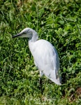 황로 from 4430 Avintes, Portugal on 2021년 06월 06일 (일) at 04:14 오후 by Marcus Frazão · iNaturalist 황로 (Ardea ibis)