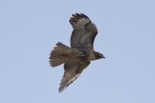 붉은꼬리말똥가리 from Eastlake Pond on 2014년 11월 16일 (일) at 02:53 오후 by BJ Stacey. San Diego County, California, US... 