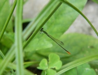 Agriocnemis pygmaea from 31, Prince Bakhtiar Shah Rd, Swiss Park, Badam Talla, Lake Gardens, Kolkata, West Bengal 700033, India on... 
