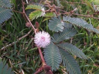 미모사 from Sonadora, Aguas Buenas, Puerto Rico on 2018년 02월... 08:42 오전 by Alana Rivera · iNaturalist 미모사 (Mimosa pudica)