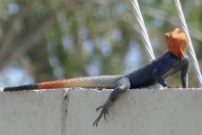 Agama picticauda from 2926 SE Waaler St, Stuart, FL 34997, USA on 2018년 02월 28일 (수) at 12:48 오후 by Janie. First time... 