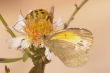 iole from Berry Springs Park, Georgetown, Williamson Co. TX on 2014년 11월 28일 (금) by Galen Stewart · iNaturalist Nathalis iole