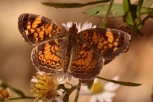 from Berry Springs Park, Georgetown, Williamson Co. TX on 2014년 11월 28일 (금) by Galen Stewart · iNaturalist Phyciodes tharos