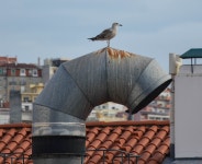 줄무늬노랑발갈매기 from lisbon, portugal on 2014년 11월 23일 (일) by Sara MacKenzie · iNaturalist 줄무늬노랑발갈매기... 