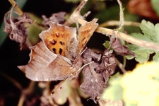 네발나비 from 인천광역시 불은면 강화도 on 2006년 10월 21일 (토) by Taewoo Kim. My beautiful picture · iNaturalist... 