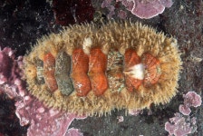 수염군부속 from Pigeon Pt., San Mateo Co., CA on 2008년 12월 11일 (목) by Gary McDonald. Found in rocky intertidal. 29mm length.... 