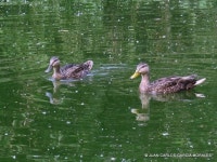 Anas diazi from Parque Tezozomoc, Cd de México on 2014년 07월 19일 (토) by Juan Carlos Garcia Morales · iNaturalist Anas diazi