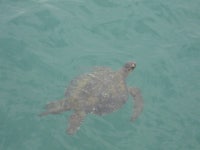 바다거북 in 12월 2014 by Gabriela Guerra · iNaturalist 바다거북 (Chelonia mydas)