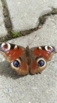 공작나비 from Darıca, Eskihisar Mahallesi, Darıca/Kocaeli... at 01:29 오후 by Yusuf Karaaslan · iNaturalist 공작나비 (Aglais io)