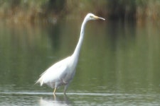중대백로 from 7142 Illmitz, Österreich on 2014년 06월 04일 (수) at 02:38 오전 by gernotkunz · iNaturalist 중대백로 (Ardea alba)