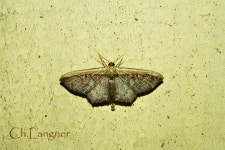 Hulu, Malinau Regency, North Kalimantan, Indonesien on 2006년 02월 26일 (일) by Christian Langner · iNaturalist Zythos strigata
