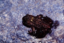 무당개구리 from 대한민국 전라북도 무주군 무주읍 한풍루로 326-17 on 2005년 05월 13일 (금) by Taewoo Kim. My beautiful... 