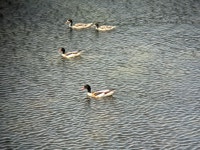 혹부리오리 from 3790 Hasle Sogn, Dänemark on 2021년 07월... 오후 by Mark Schlutow ·  iNaturalist  혹부리오리 (Tadorna tadorna)