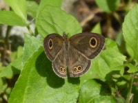 Ypthima stellera from Udalo, Abra de Ilog, Occidental Mindoro, Philippines on 2021년 08월 12일 (목) at 09:24 오전 by Michaela... 