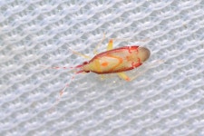 Pseudoloxops imperatorius from 대한민국 강원도 인제군 on 2021년 08월 06일 (금) at 11:51 오후 by WonGun Kim · iNaturalist... 