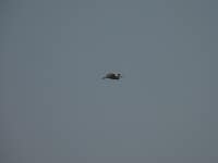 쇠백로 from Ortiga, Ortiga, Centro, PT on 2021년 08월 27일 (금) at 06:41 오후 by Miguel Mascarenhas · iNaturalist 쇠백로... 